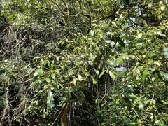 Englerophytum natalense