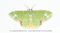 Comibaena nigromacularia