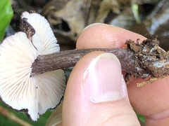 Entoloma allochroum