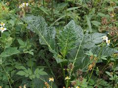Solanum galeatum