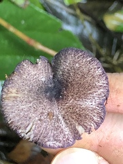 Entoloma allochroum