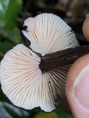 Entoloma allochroum