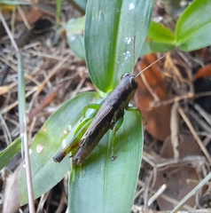 Pseudoxya
