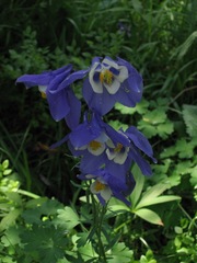 Aquilegia jucunda