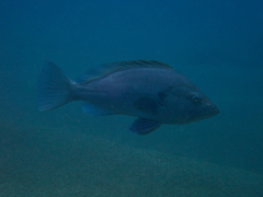 Wavy-Lined Grouper photo 2