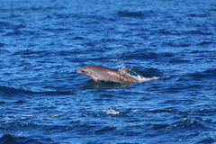 Lagenodelphis hosei