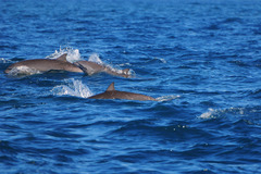 Lagenodelphis hosei