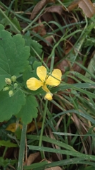 Chelidonium majus