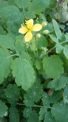 Chelidonium majus