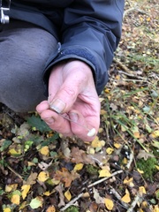 Mycena arcangeliana