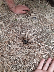 Phrixotrichus vulpinus