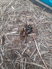 Phrixotrichus vulpinus