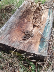 Galvarinus chilensis