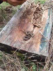 Galvarinus chilensis