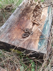 Galvarinus chilensis