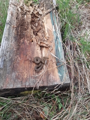 Galvarinus chilensis