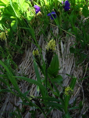 Carex altaica