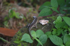 Eutropis multifasciata