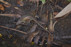 Eutropis multifasciata