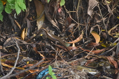 Eutropis multifasciata