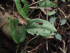 Smilax bracteata