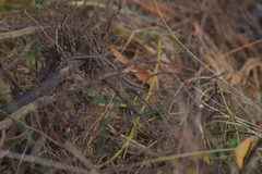 Eutropis multifasciata