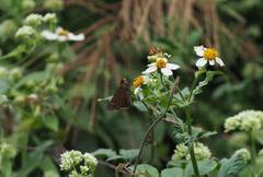 Caltoris cahira austeni