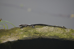 Eutropis multifasciata