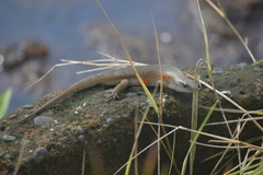 Eutropis multifasciata