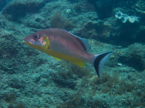 Lunartail snapper (Lutjanus lunulatus) — Lutjanidae — 4
