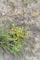 Ononis viscosa brachycarpa