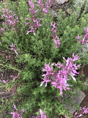 Syncolostemon transvaalensis