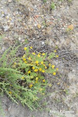 Helianthemum squamatum