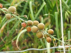 Asphodelus cerasiferus