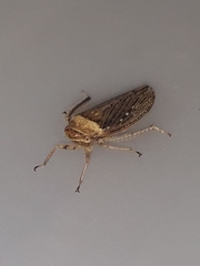 Sordana sordida