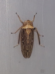 Sordana sordida