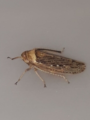 Sordana sordida