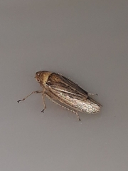 Sordana sordida