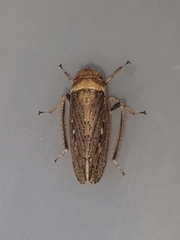 Sordana sordida
