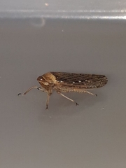 Sordana sordida