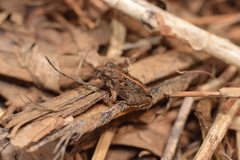 Fejervarya limnocharis