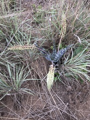 Ledebouria zebrina
