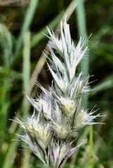 Rytidosperma setaceum