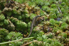 Eutropis multifasciata