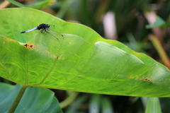 Orthetrum triangulare