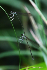Pseudocopera ciliata