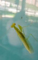 Tropidomantis tenera