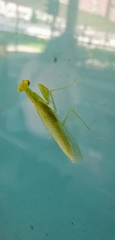 Tropidomantis tenera