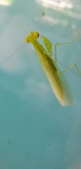 Tropidomantis tenera