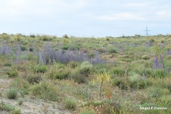 Asphodelus cerasiferus